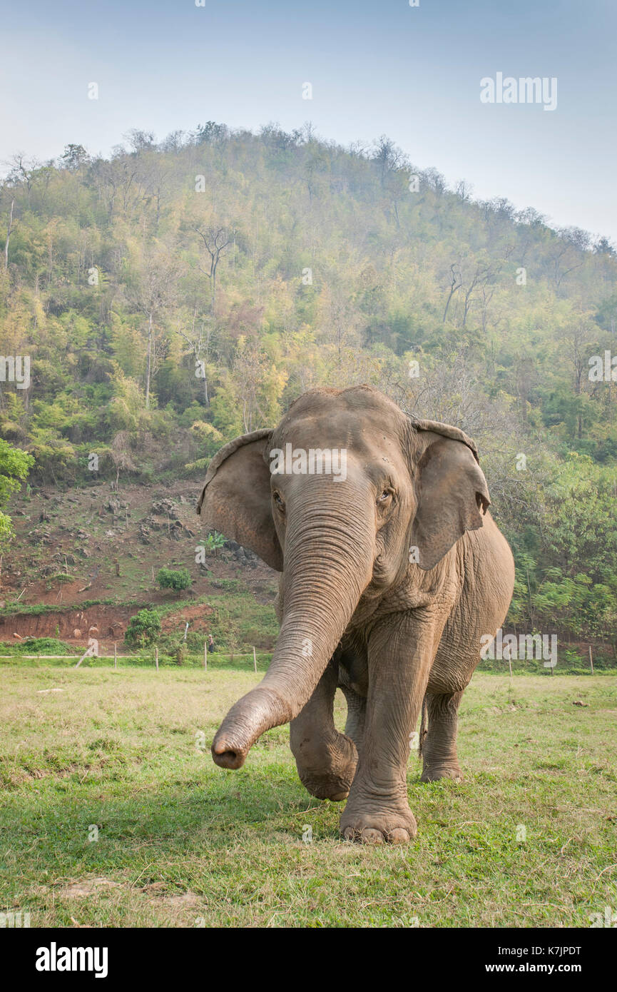 Asian Elephant zu Fuß in Richtung der Kamera an einem Elefanten Rettung und Rehabilitation Zentrum. Elephant Nature Park, Chiang Mai, Thailand, Südostasien Stockfoto