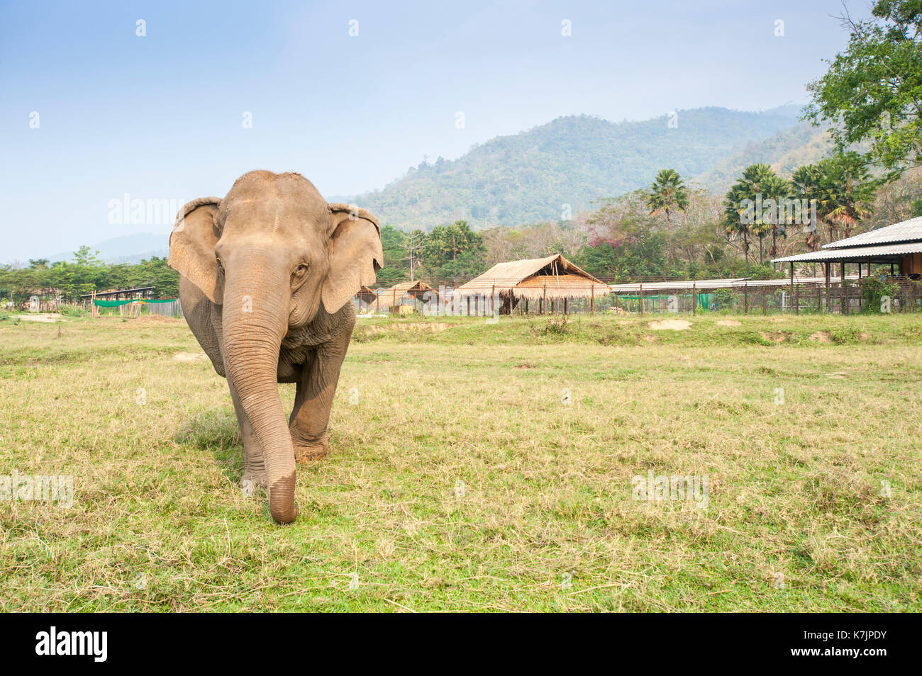 Asian Elephant zu Fuß in Richtung der Kamera an einem Elefanten Rettung und Rehabilitation Zentrum. Elephant Nature Park, Chiang Mai, Thailand, Südostasien Stockfoto