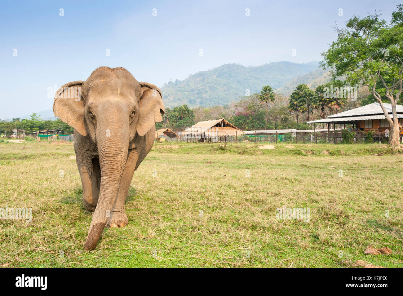 Asian Elephant zu Fuß in Richtung der Kamera an einem Elefanten Rettung und Rehabilitation Zentrum. Elephant Nature Park, Chiang Mai, Thailand, Südostasien Stockfoto