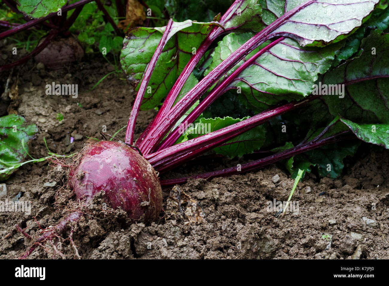 Frisch gezapftes bis rote Rüben root liegen auf nassem Boden. Stockfoto