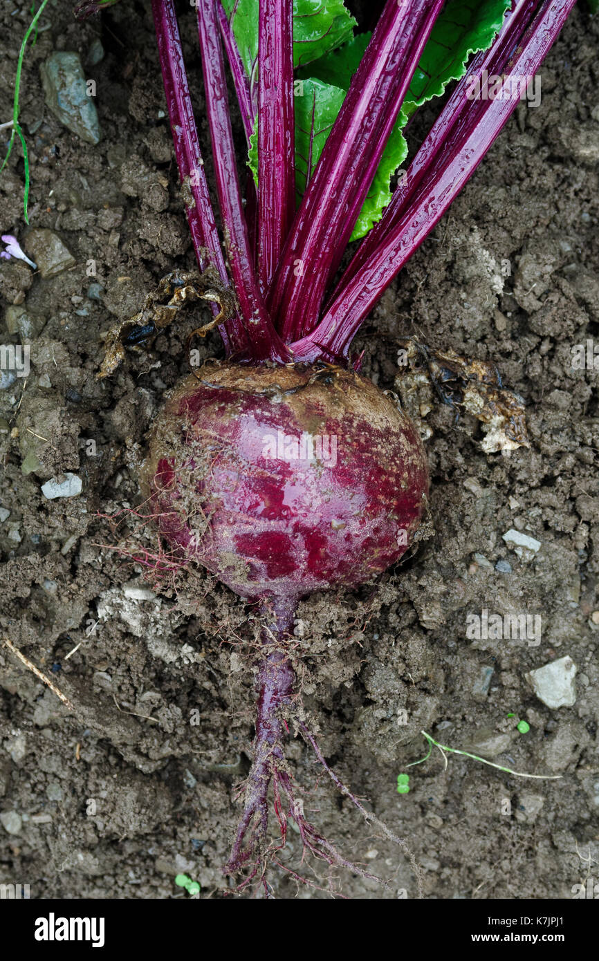 Frisch gezapftes Rot Rote Beete liegen auf nassem Boden von oben. Stockfoto
