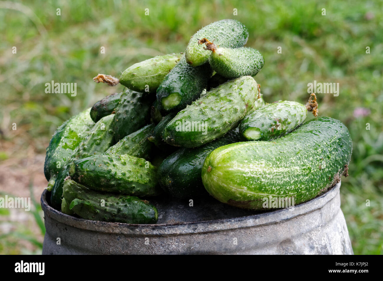 Frisch geerntete Beizen Gurken auf Metall Eimer in einen Garten. Stockfoto
