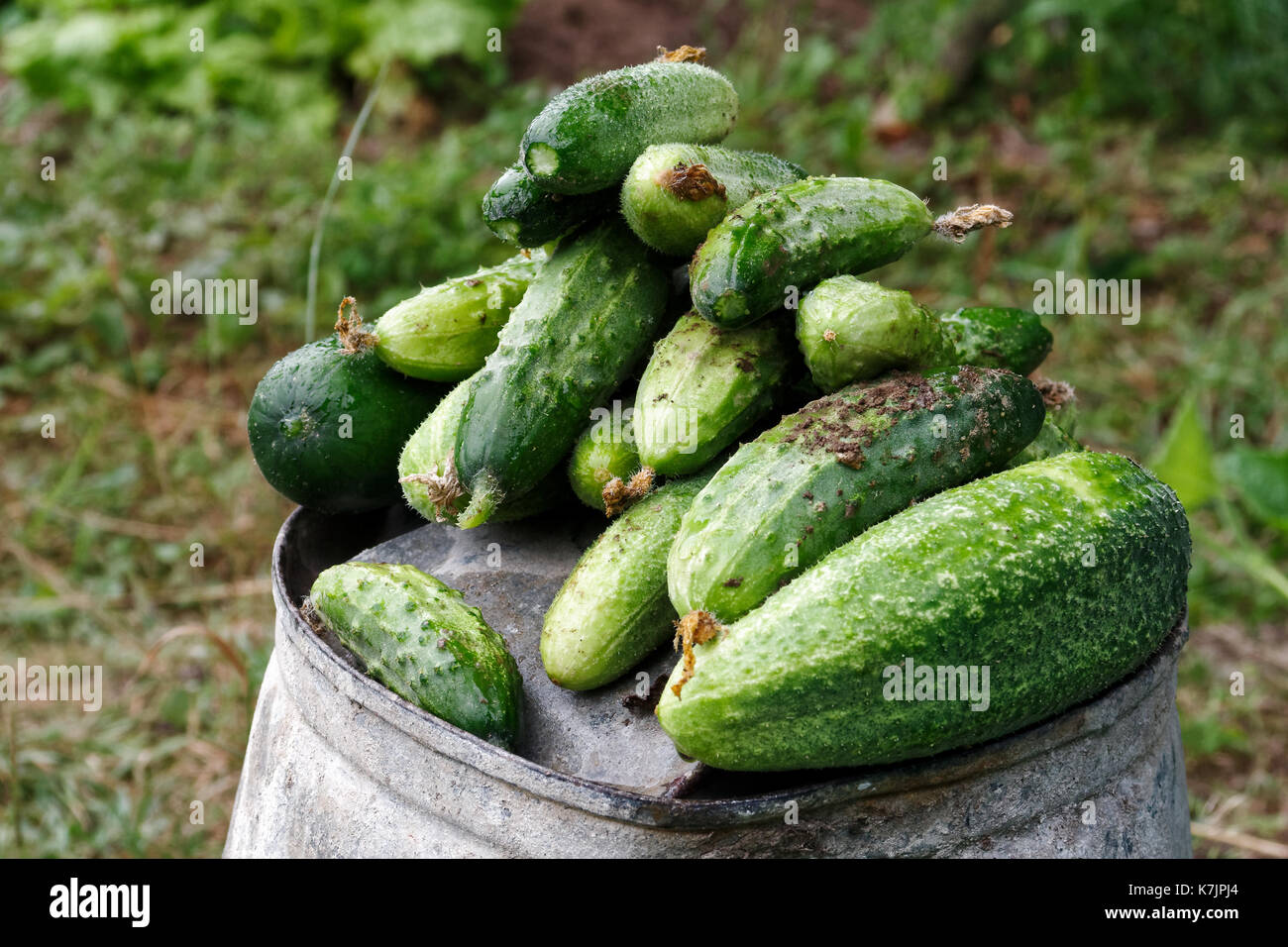 Frisch geerntete Beizen Gurken auf Metall Eimer in einen Garten. Stockfoto