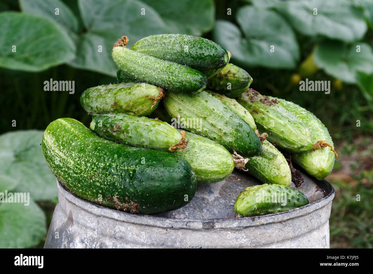 Frisch geerntete Beizen Gurken auf Metall Eimer in einen Garten. Stockfoto