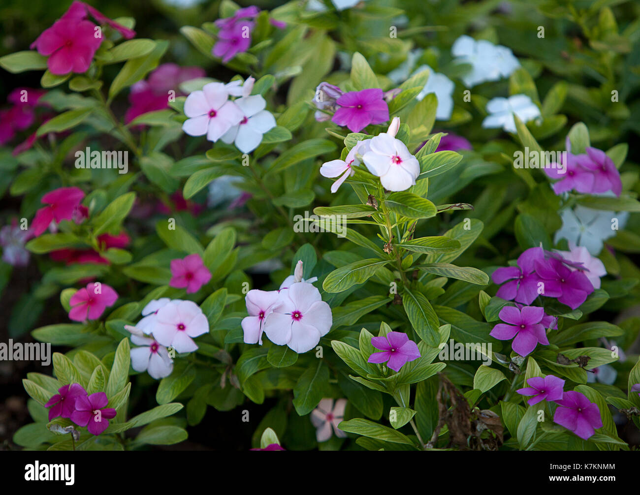 Blumen Stockfoto
