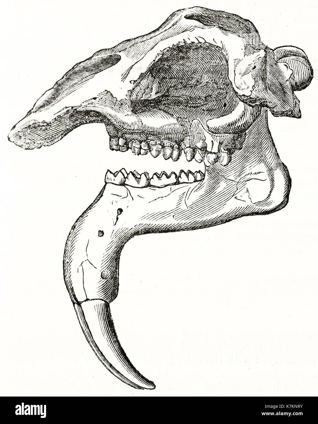 Alte Illustration eines Deinotherium Schädel. Von unbekannter Autor, Publ. Auf dem Penny Magazine, London, 1837 Stockfoto