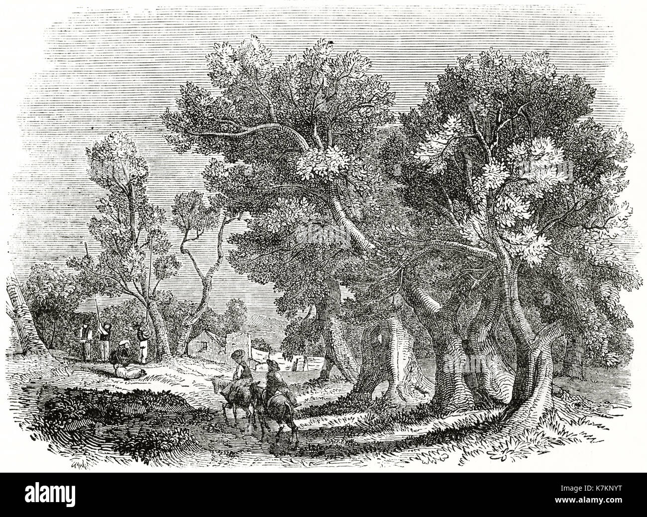 Alte Abbildung der Olivenernte. Von unbekannter Autor, Publ. Auf dem Penny Magazine, London, 1837 Stockfoto