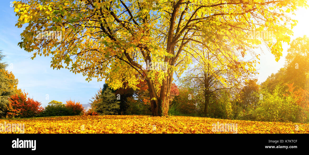 Schönen Baum im Herbst auf einer Wiese bedeckt mit goldenen Blättern und warmen Sonnenschein Stockfoto