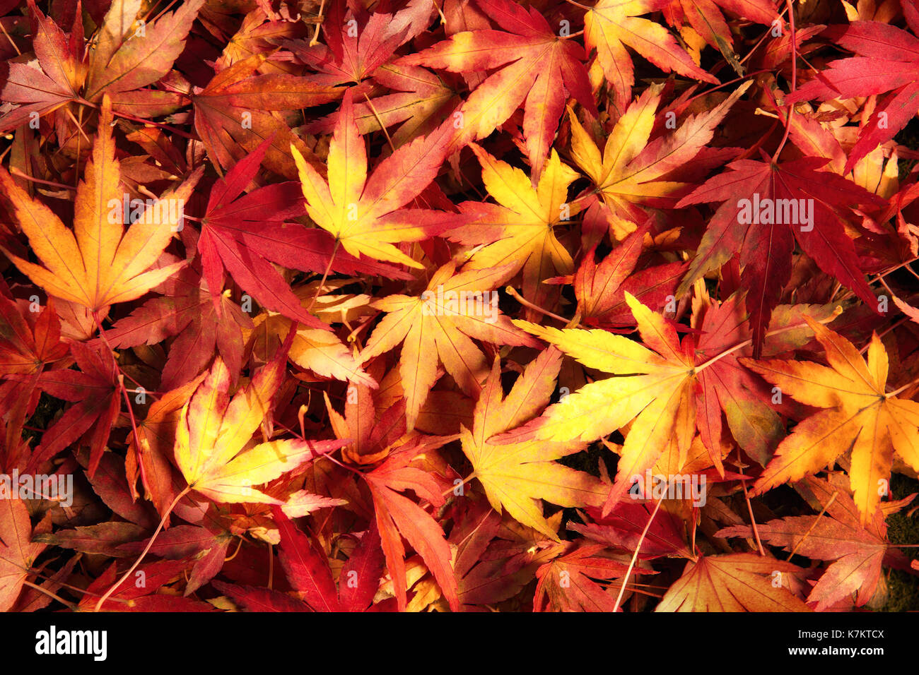 Japanische Ahornblätter in verträumten warmen Farben auf dem Boden liegend, kunstvolle Muster Stockfoto