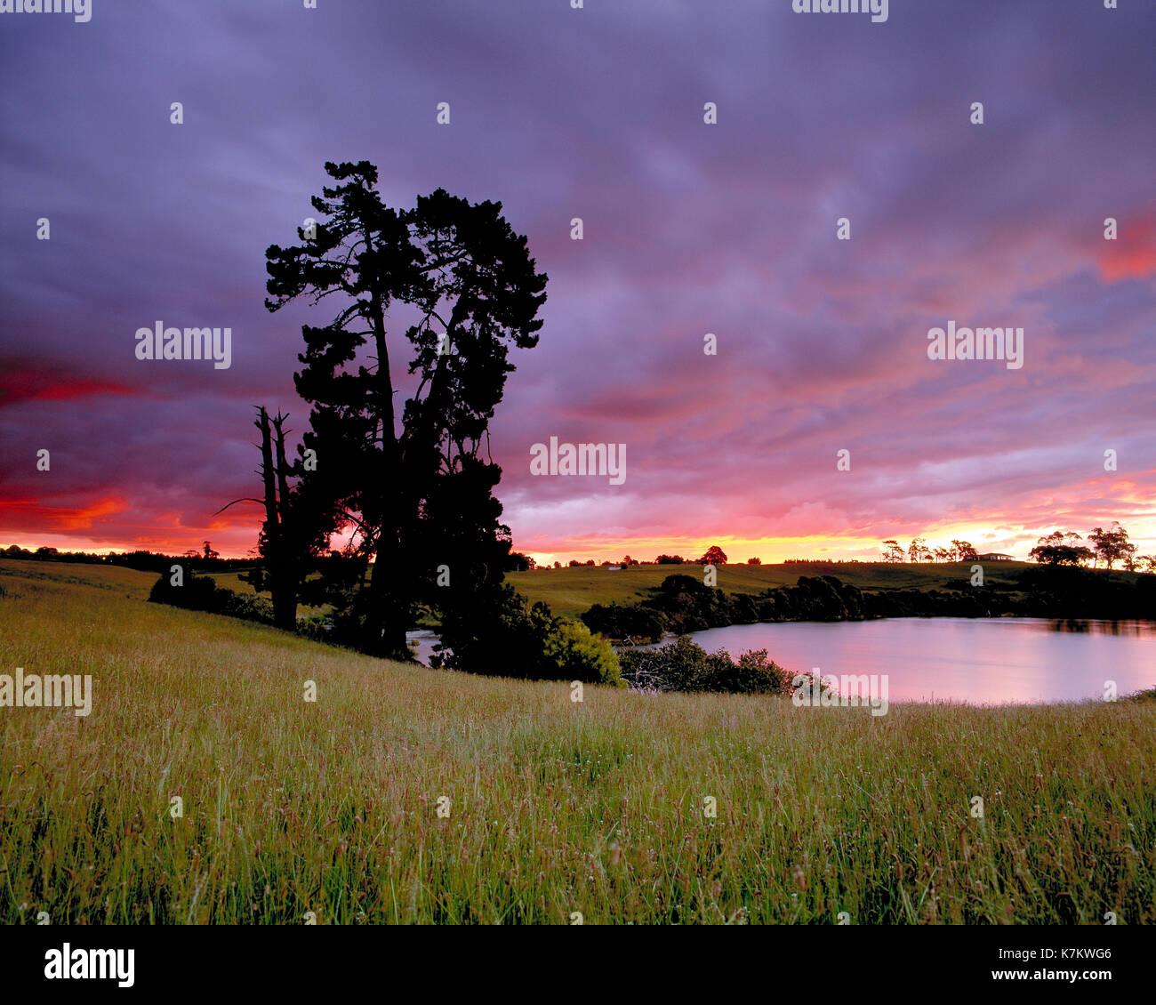Neuseeland. North Island. Region Auckland. Ländliche Sonnenuntergang. Stockfoto