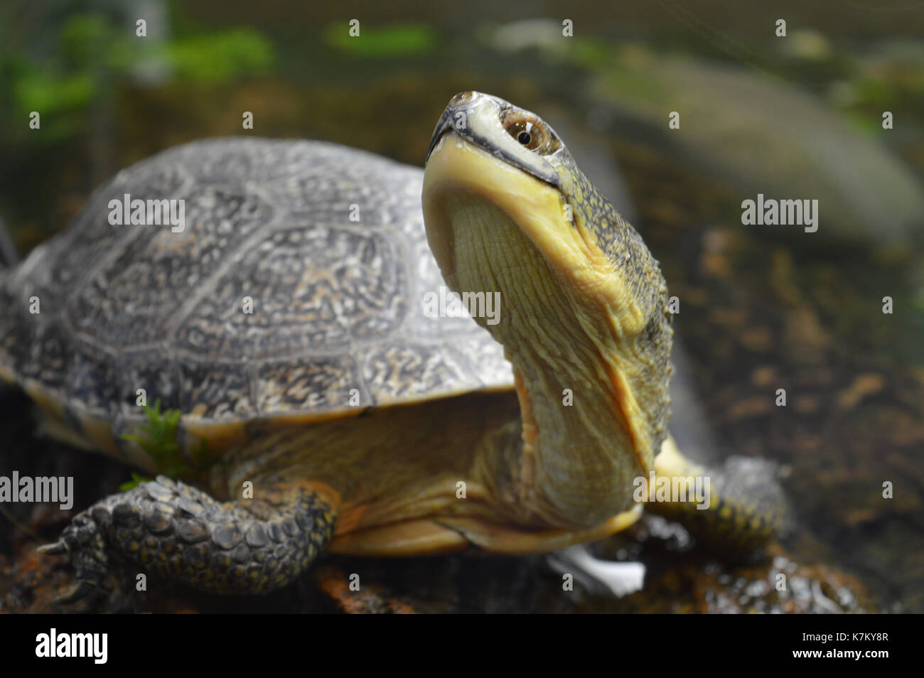 Schildkröte im Tank Stockfoto