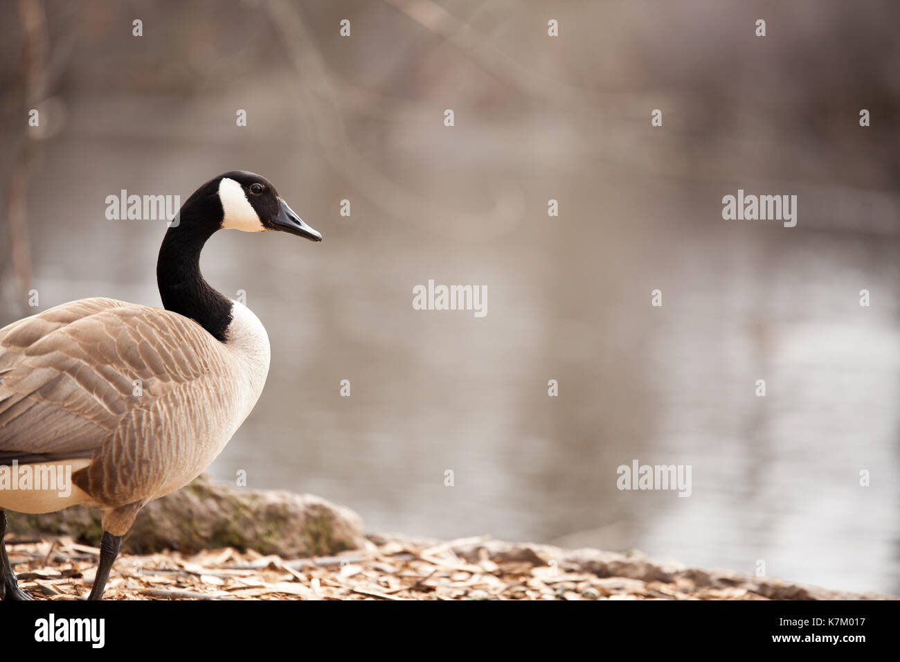 Kanadische Gans, Nordamerika Stockfoto