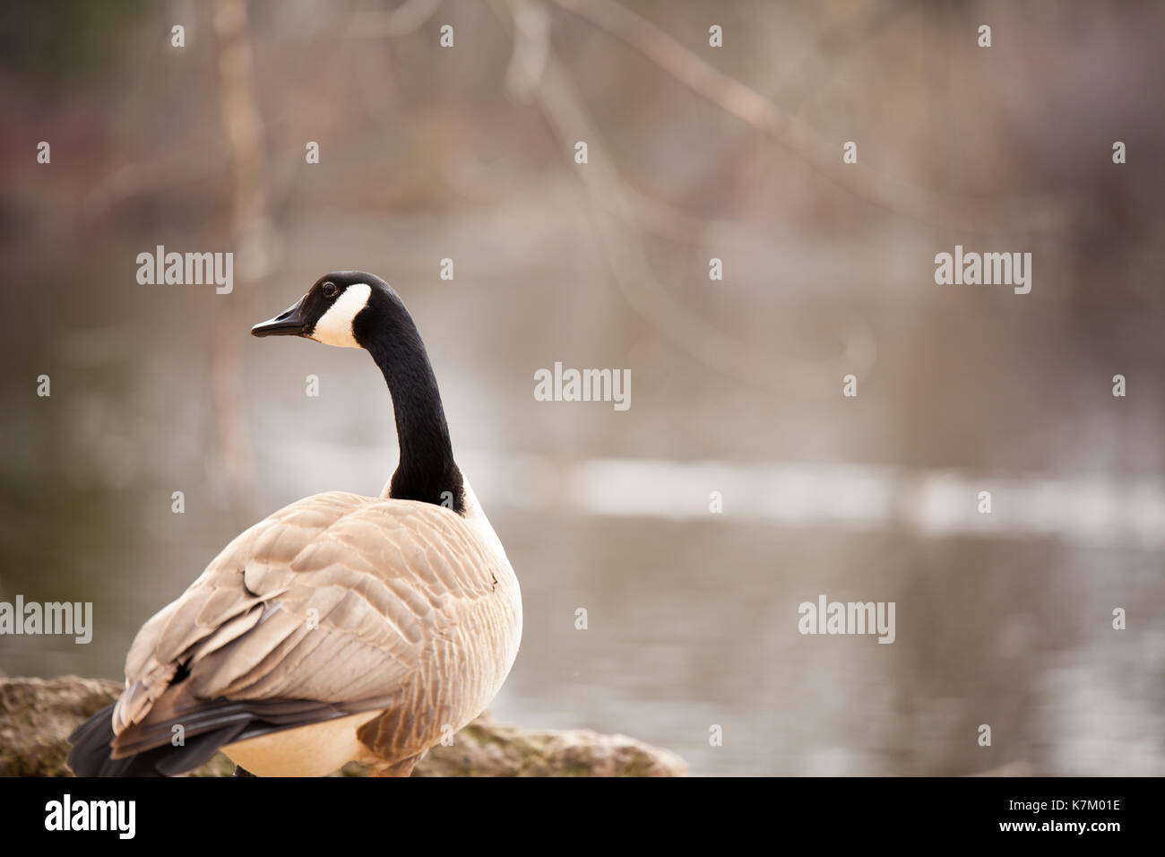 Kanadische Gans, Nordamerika Stockfoto