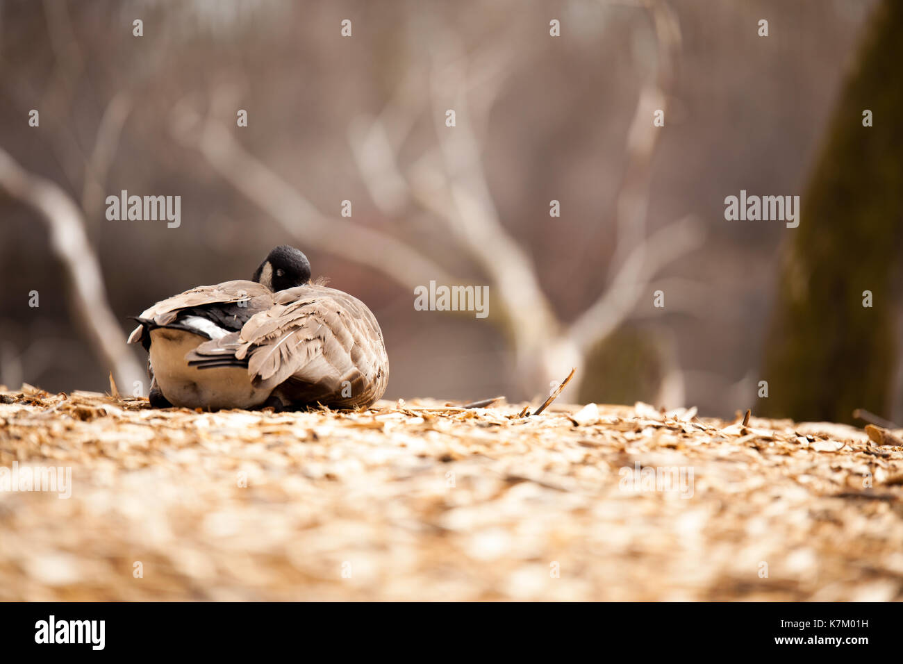 Schlafen kanadische Gans, Nordamerika Stockfoto