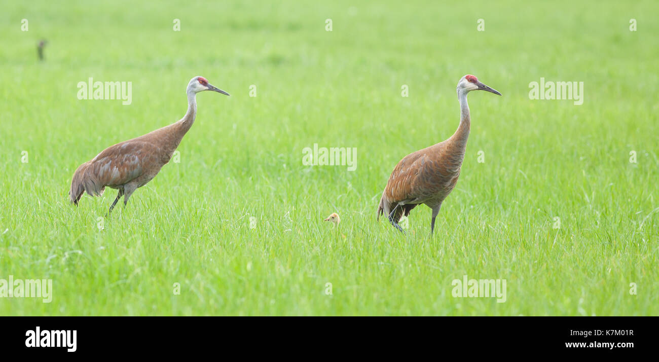 Sandhill Crane Familie, Nordamerika Stockfoto