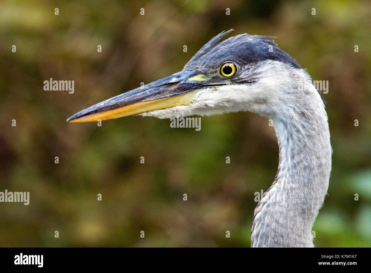 In der Nähe von Great Blue Heron (Ardea herodias) - Goldstream Provincial Park, Victoria, Vancouver Island, British Columbia, Kanada Stockfoto