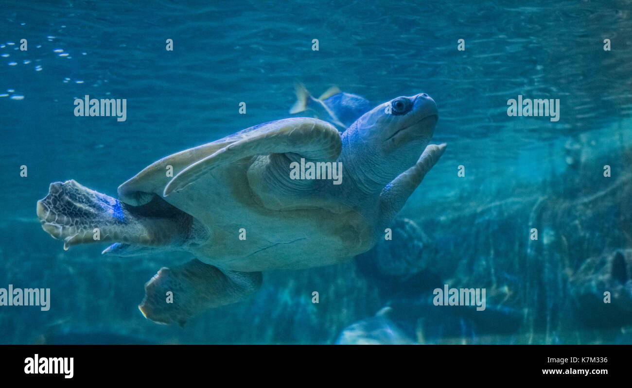 Sea Turtle in einem Aquarium Stockfoto