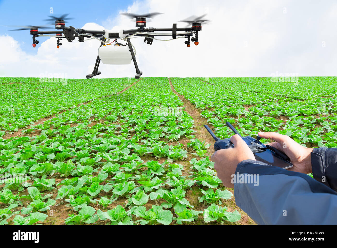 Bauern die Landwirtschaft Drohne fliegen Dnger auf den Salat Feld gesprht  Stockfotografie - Alamy