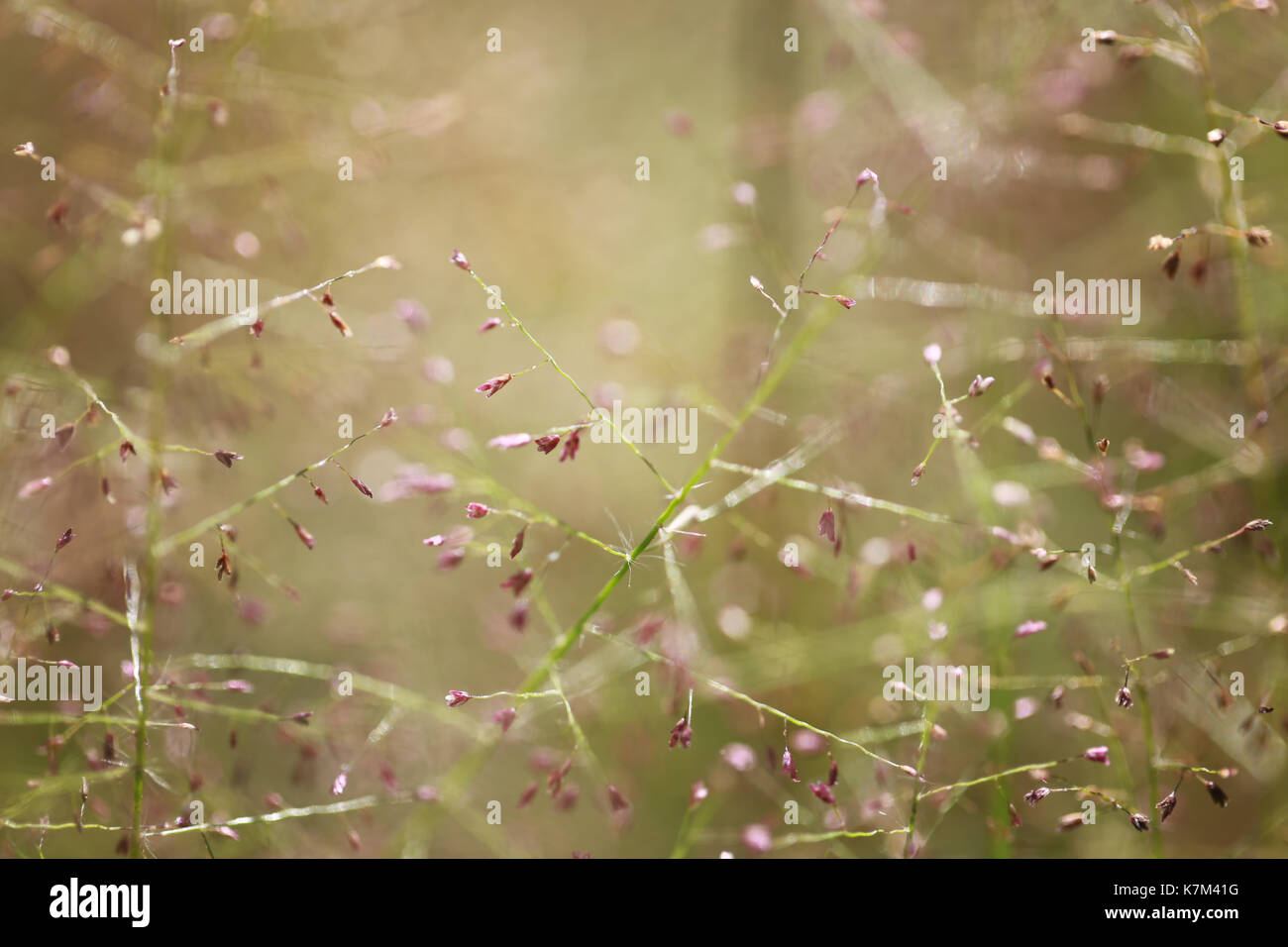 Gras Natur Hintergrund Am Morgen Soft Focus Foto für Design Hintergrund in ihrer Arbeit. Stockfoto