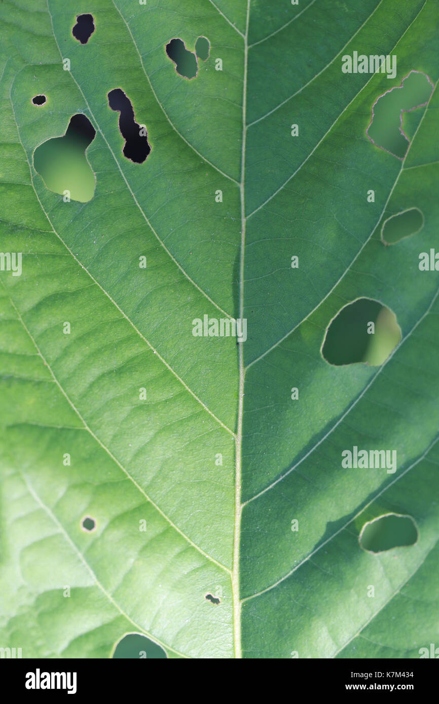 Grünes Blatt von Insekten essen für Design natur Idee in ihrer Arbeit. Stockfoto