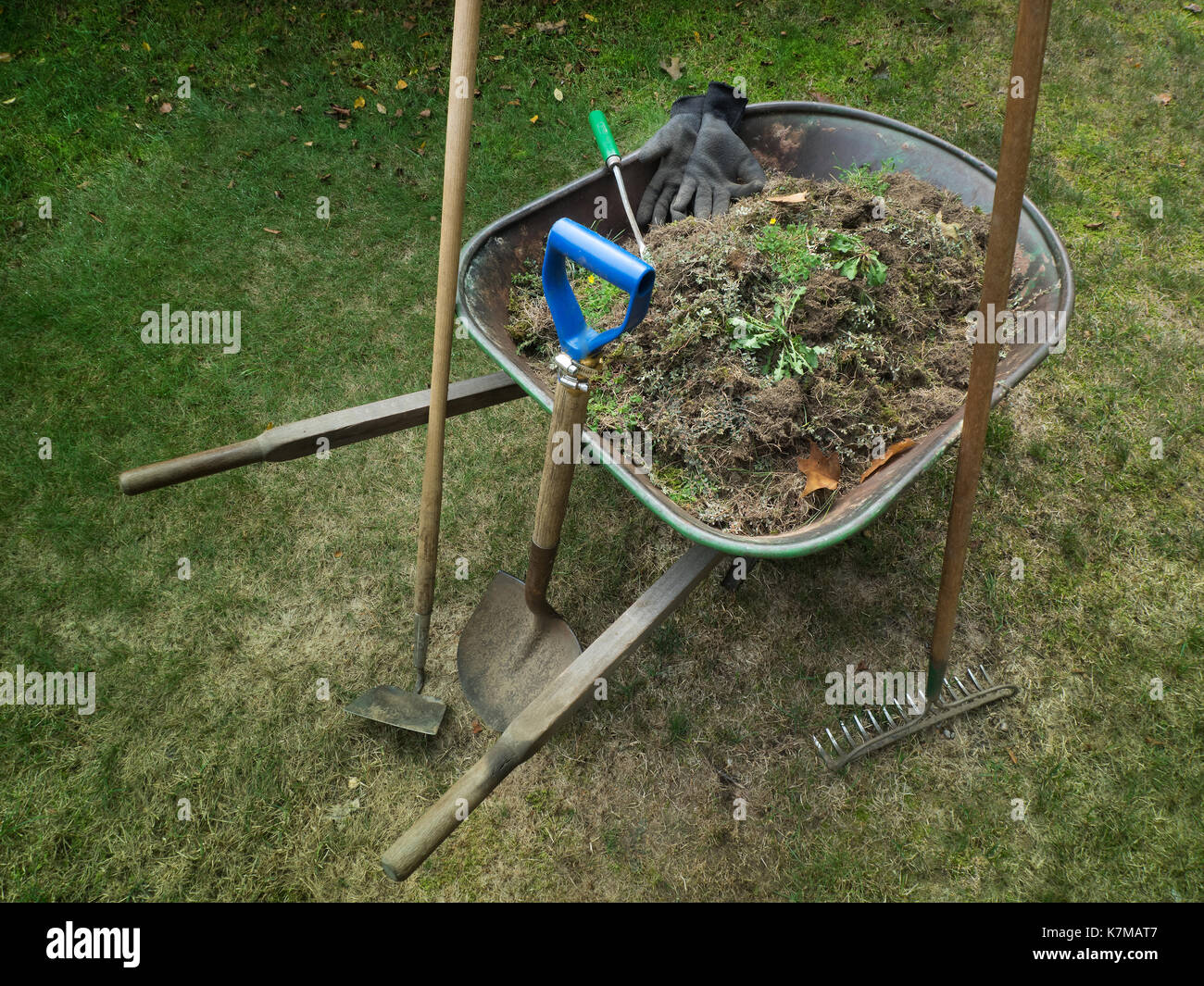 Schubkarre gefüllt mit Rasen Unkraut Stockfoto