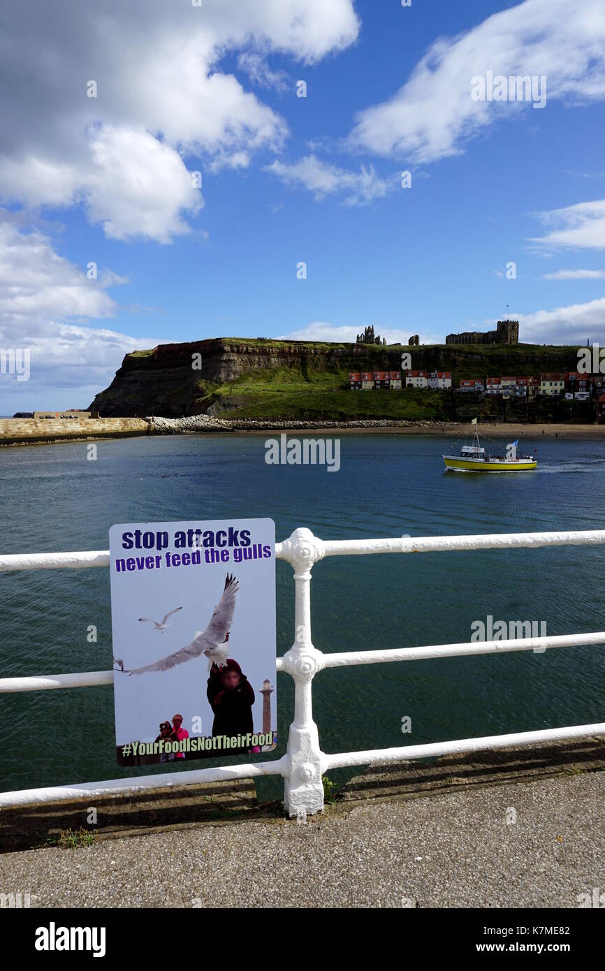 Möwen haben das Meer Pest geworden. Stockfoto