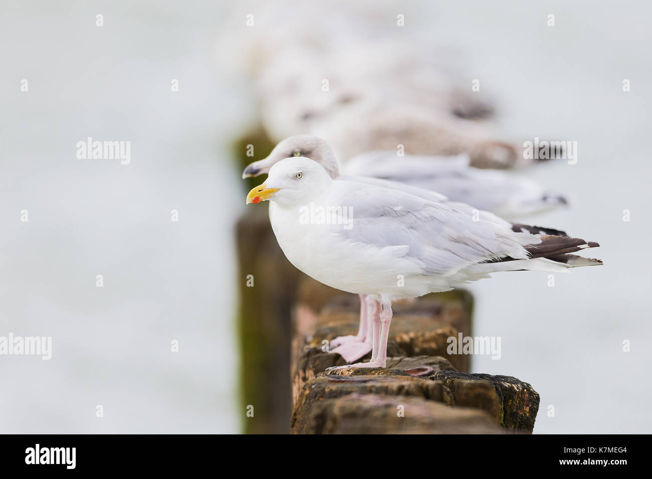 Europäische Heringsmöwen auf Stöcken im Meer, im Hintergrund verblassend (Charadriiformes) Stockfoto
