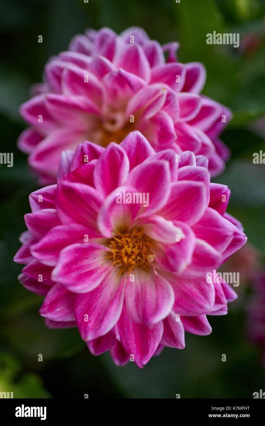 Zwei rosa lila Dahlie Zwei rosa lila Dahlien Nahaufnahme zwei rosa Dahlien mit weißen Blütenblatt Kanten Stockfoto