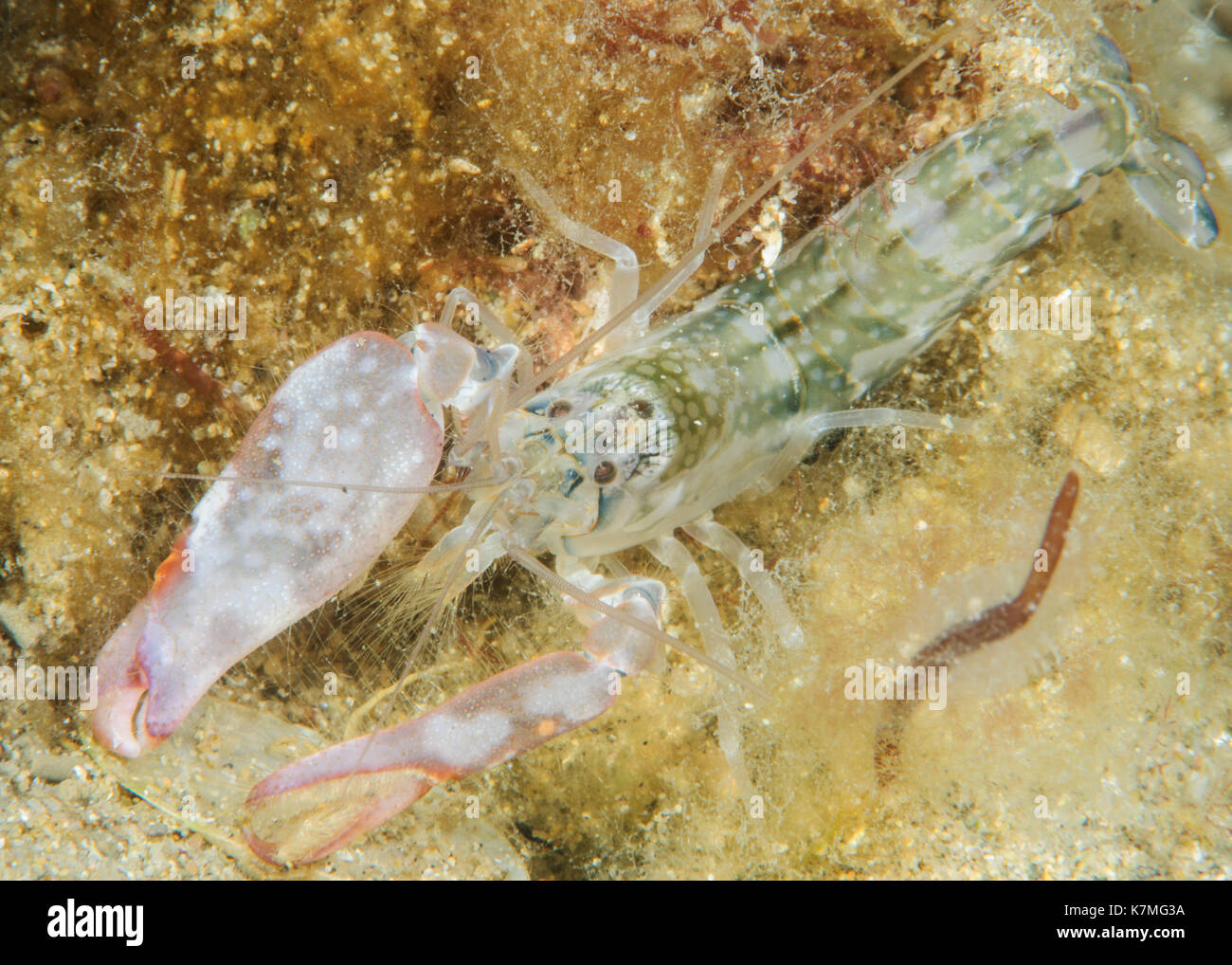 Neuseeland Snapping Shrimp Stockfoto