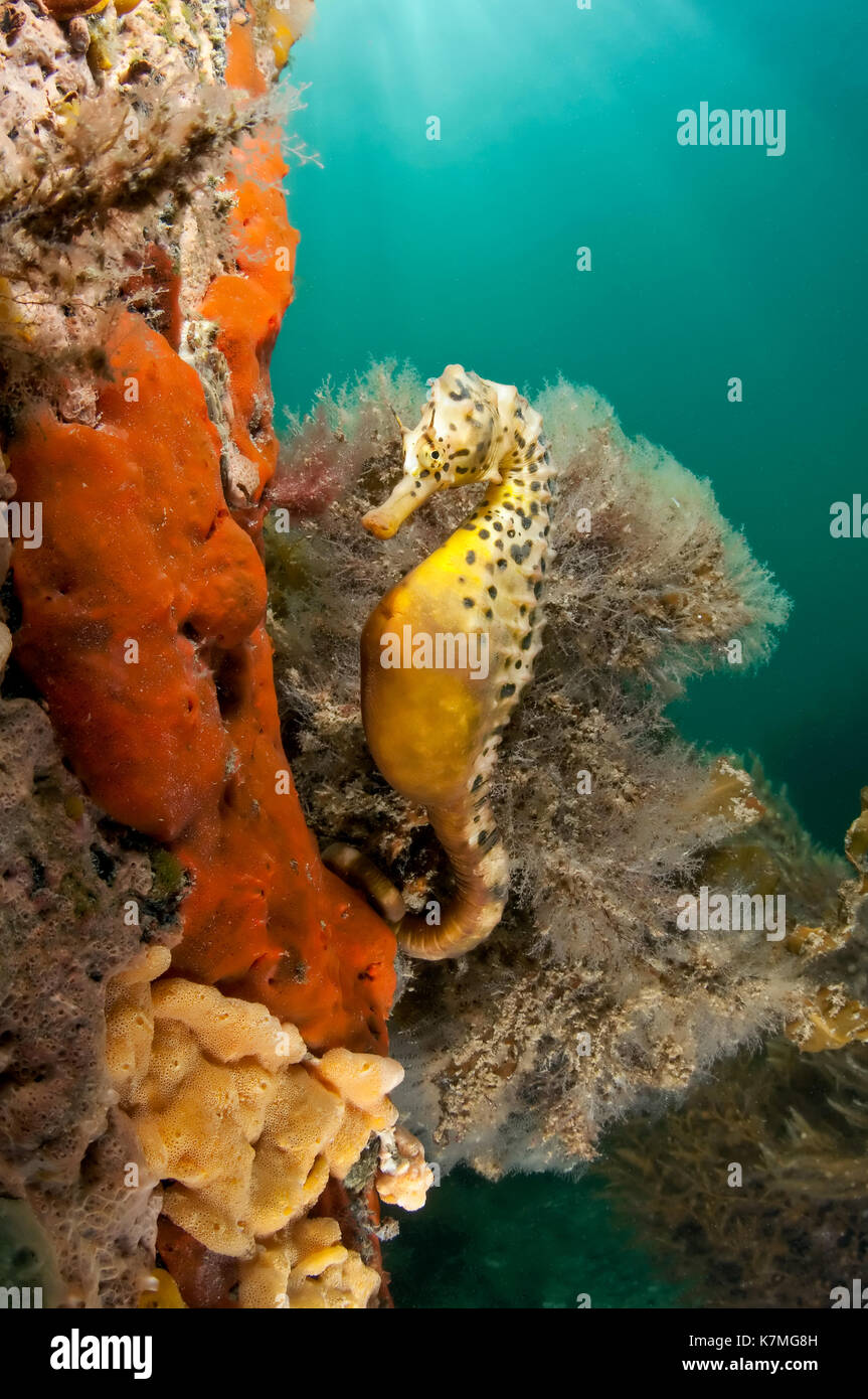 Hippocampus bleekeri, Roggen Pier. Stockfoto