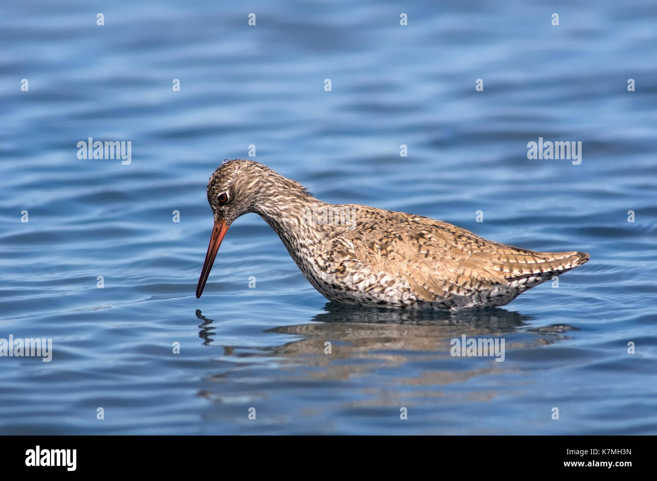 Horizontale Portrait von rotschenkel Tringa totanus, Nahrungssuche, im flachen Wasser in Feuchtgebieten. Stockfoto
