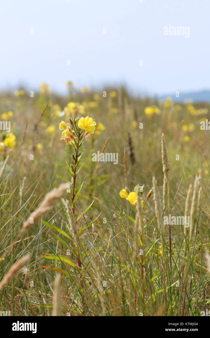 Laue Sommertage Stockfoto