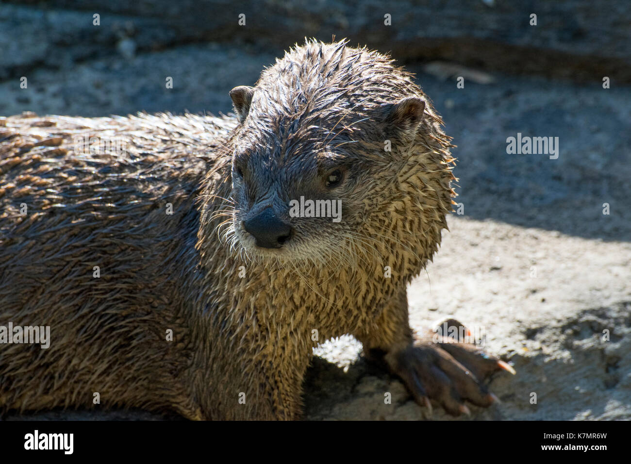 Nahaufnahme der nördlichen Fischotter. Stockfoto