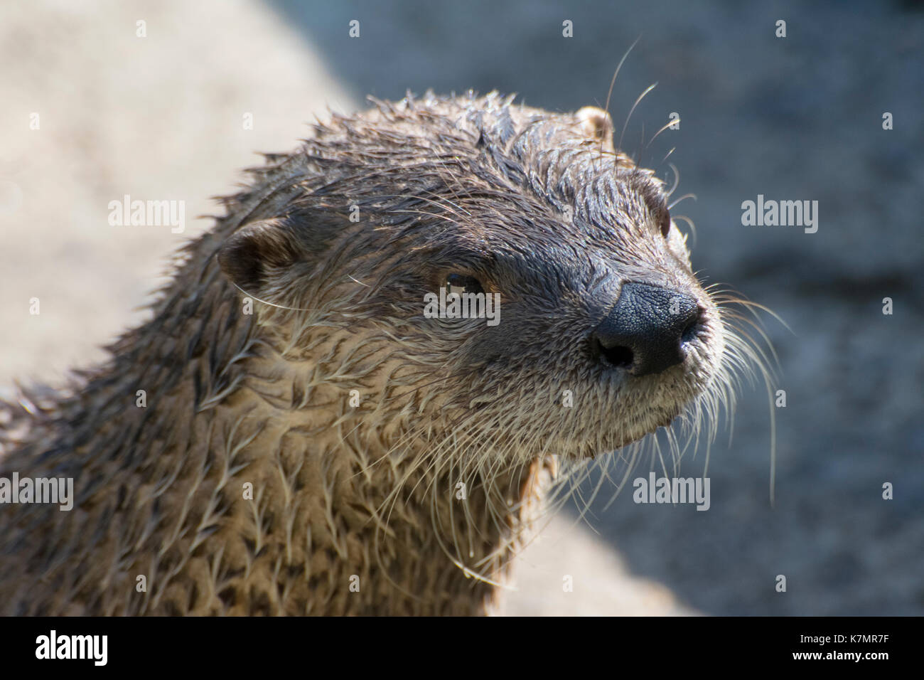 Nahaufnahme der nördlichen Fischotter. Stockfoto