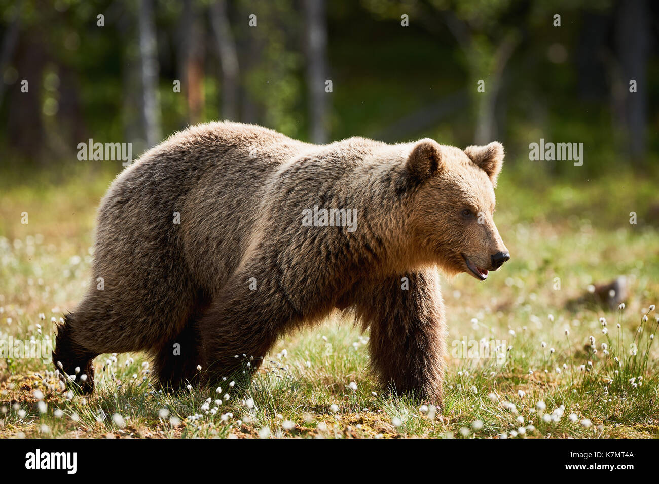 Wilde Braunbären Wandern in der grünen finnischen taiga Stockfoto