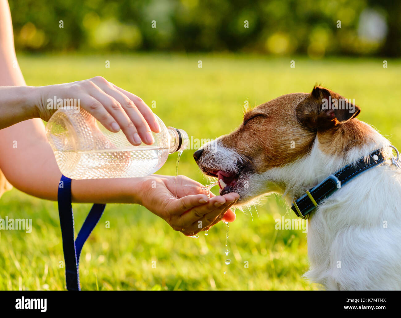 Glücklicher Hund Trinkwasser aus der Flasche und Frau hand Stockfoto