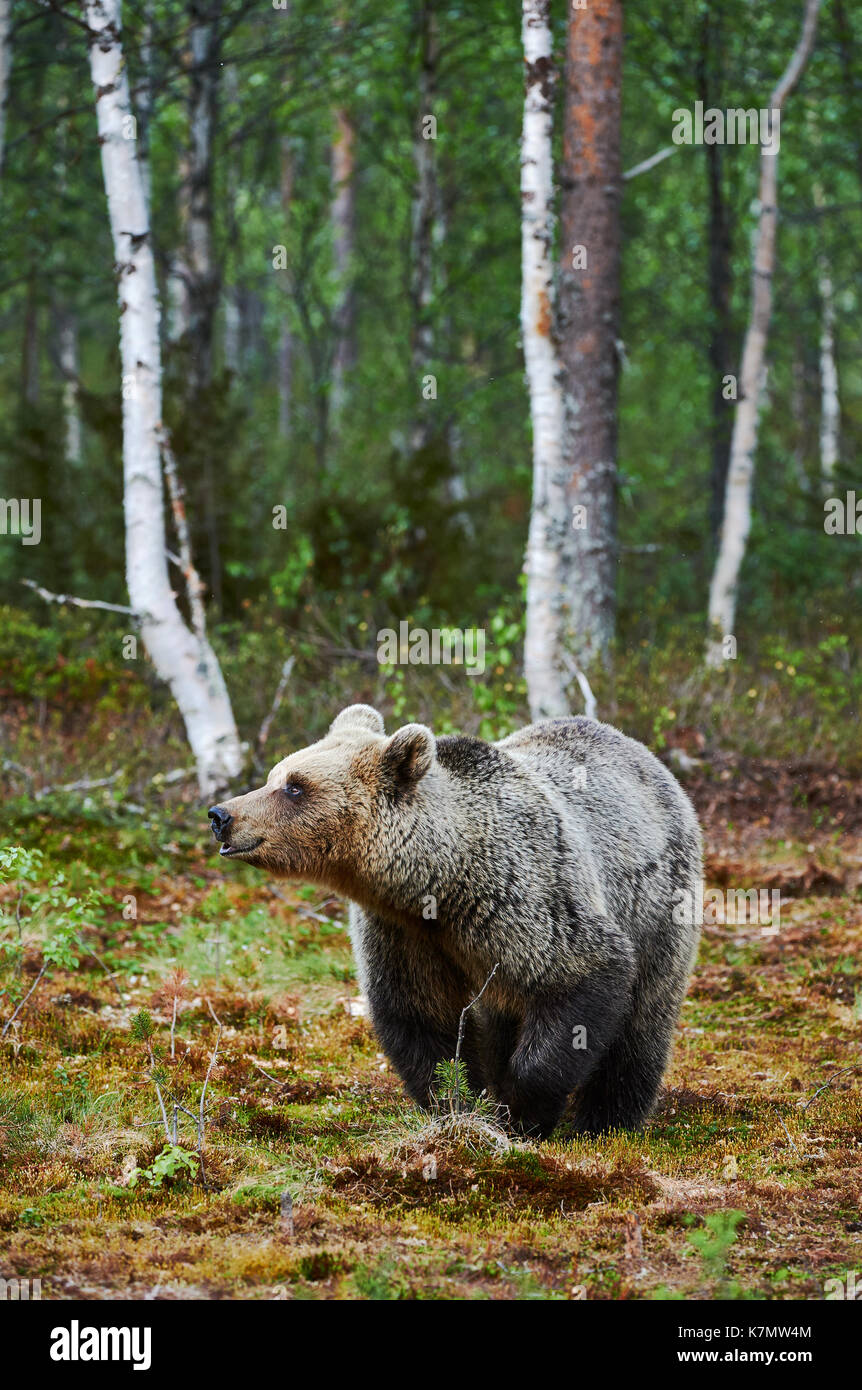 Weibliche Braunbären zu Fuß in einer finnischen Wald im Sommer Stockfoto
