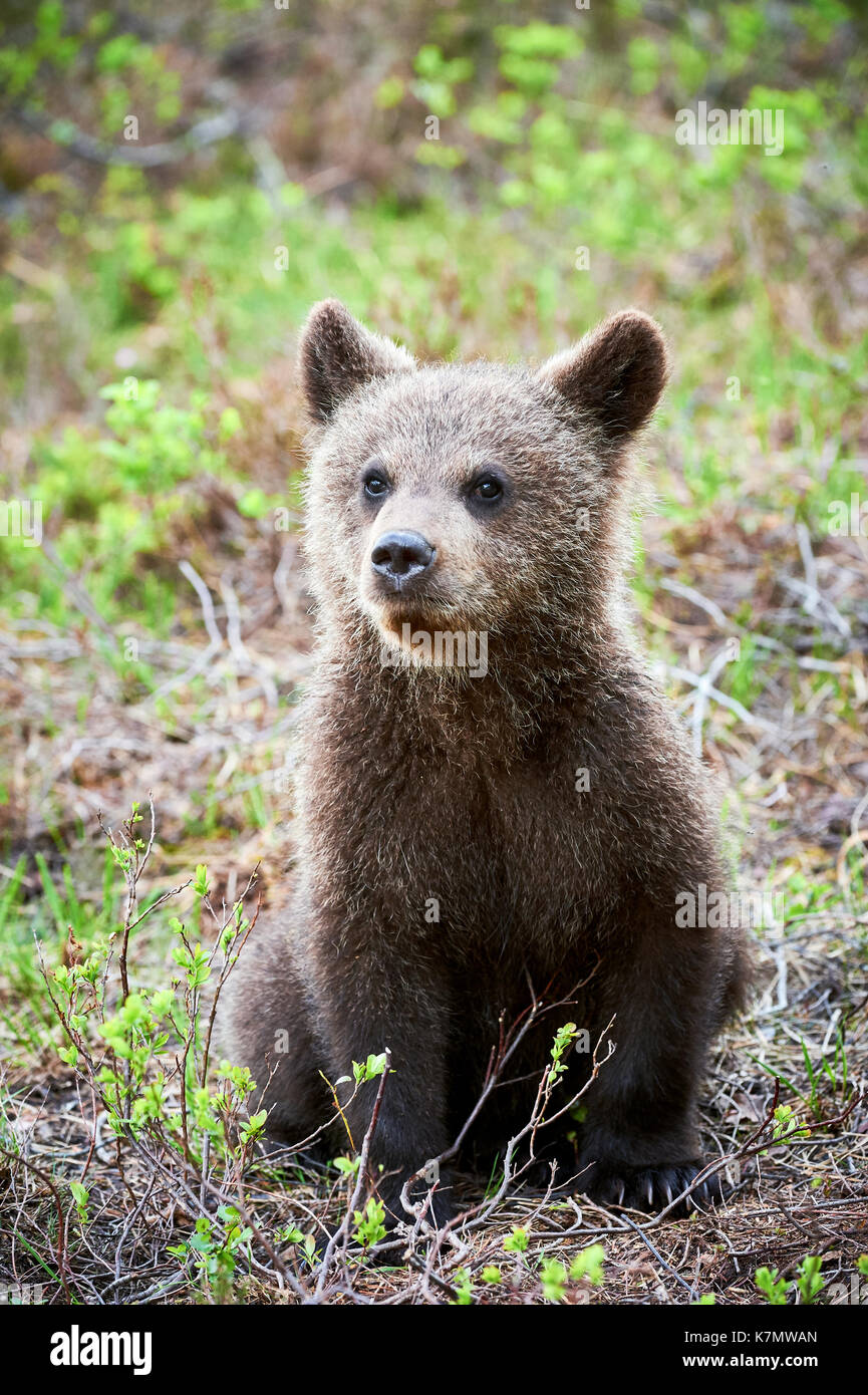 Brown bear Cub saß zwischen cranberry Pflanzen in der finnischen Taiga Stockfoto