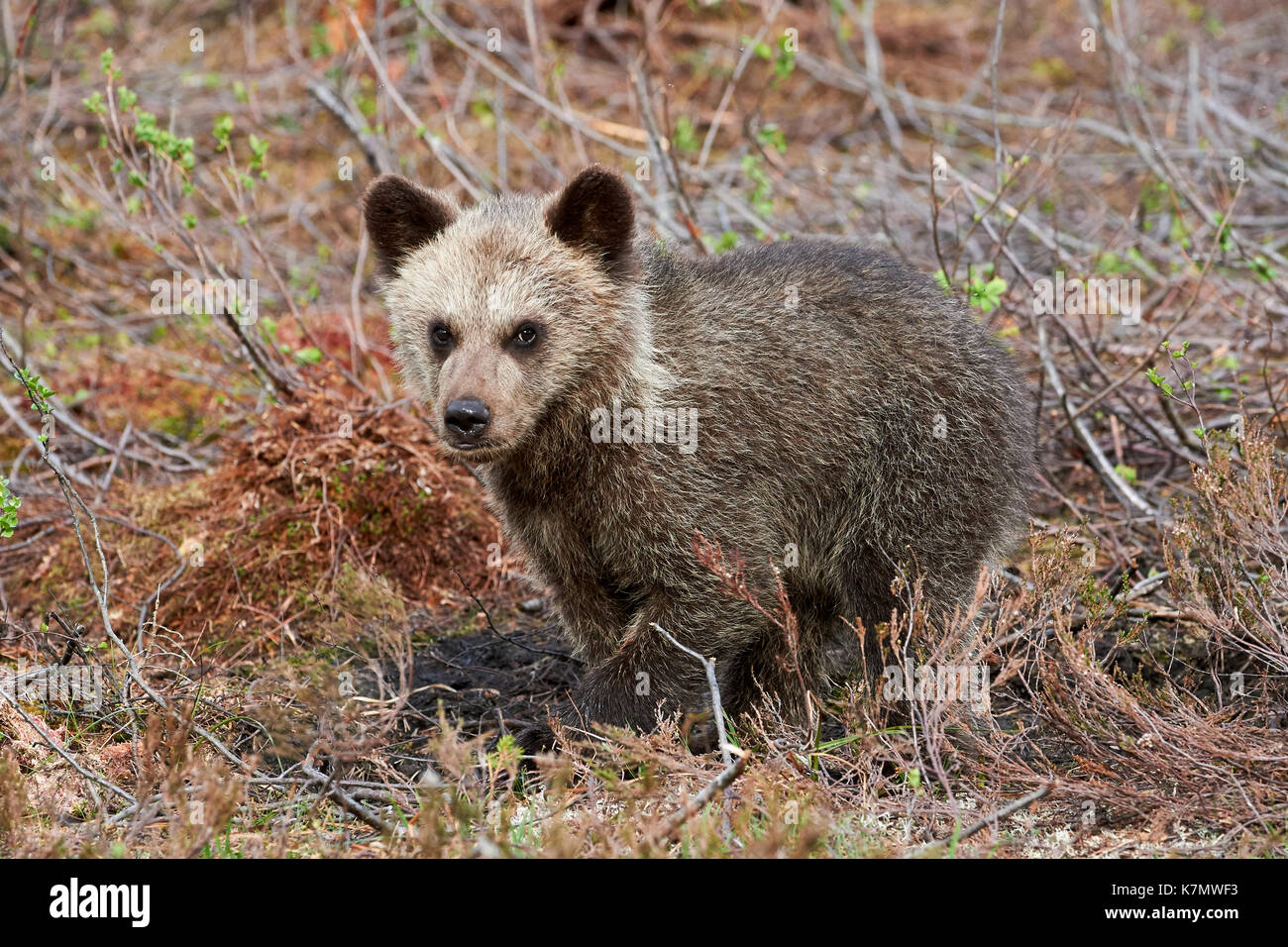 Brown bear Cub saß zwischen cranberry Pflanzen in der finnischen Taiga Stockfoto