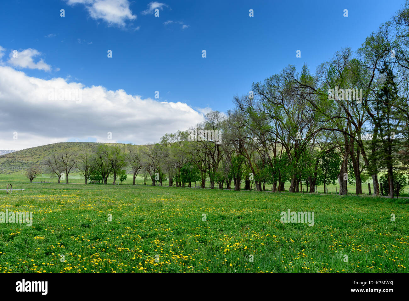 Friedlichen Weide Stockfoto