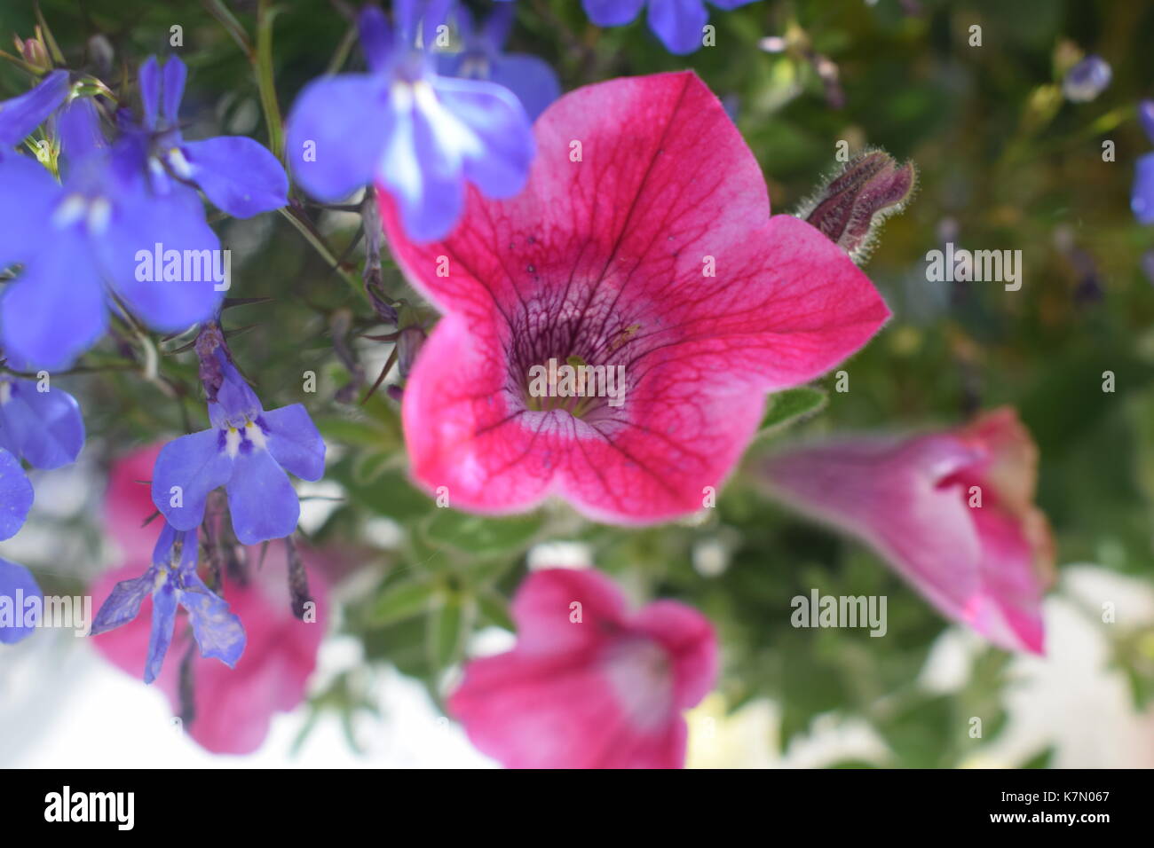 Blumen Stockfoto