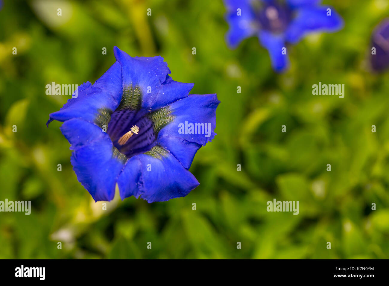 Blauer Enzian (Gentiana Clusii), Oberbayern, Bayern, Deutschland Stockfoto