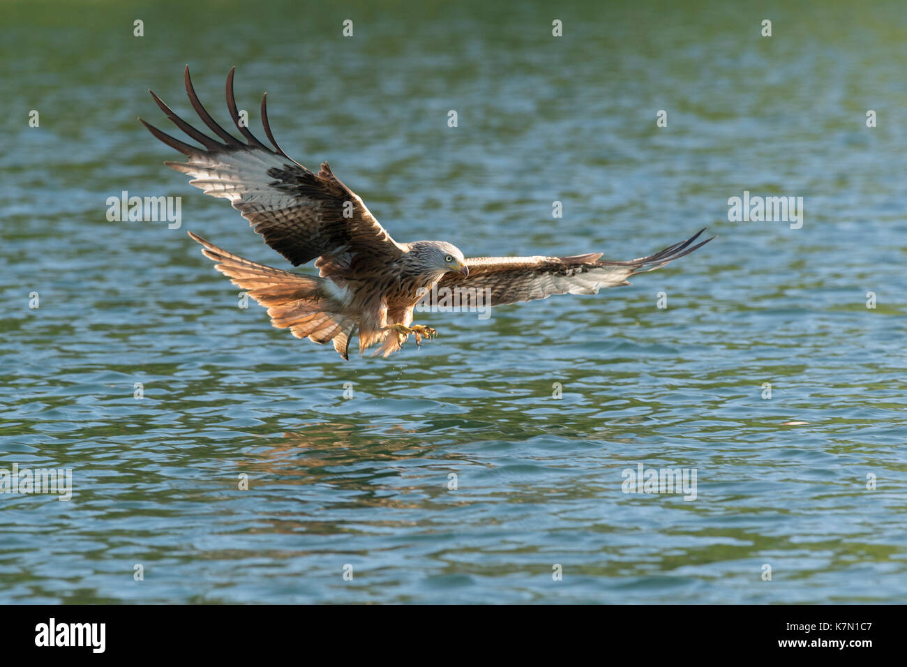 Rotmilan (Milvus milvus) die Jagd auf dem Wasser, Feldberger Seenlandschaft, Mecklenburgische Seenplatte Stockfoto