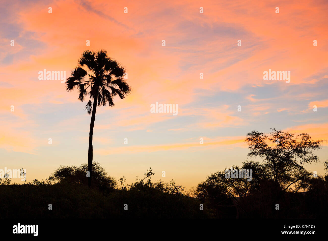 Makalani Palmen (Hyphaene pertersiana), Abendstimmung, Sonnenuntergang, Damaraland, Kunene Region, Namibia Stockfoto