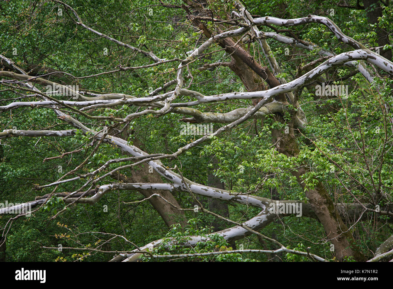 Gefallenen Maulbeerfeigenbaum im Frühjahr entlang der mittleren Patuxent River in der Howard County, Maryland Stockfoto