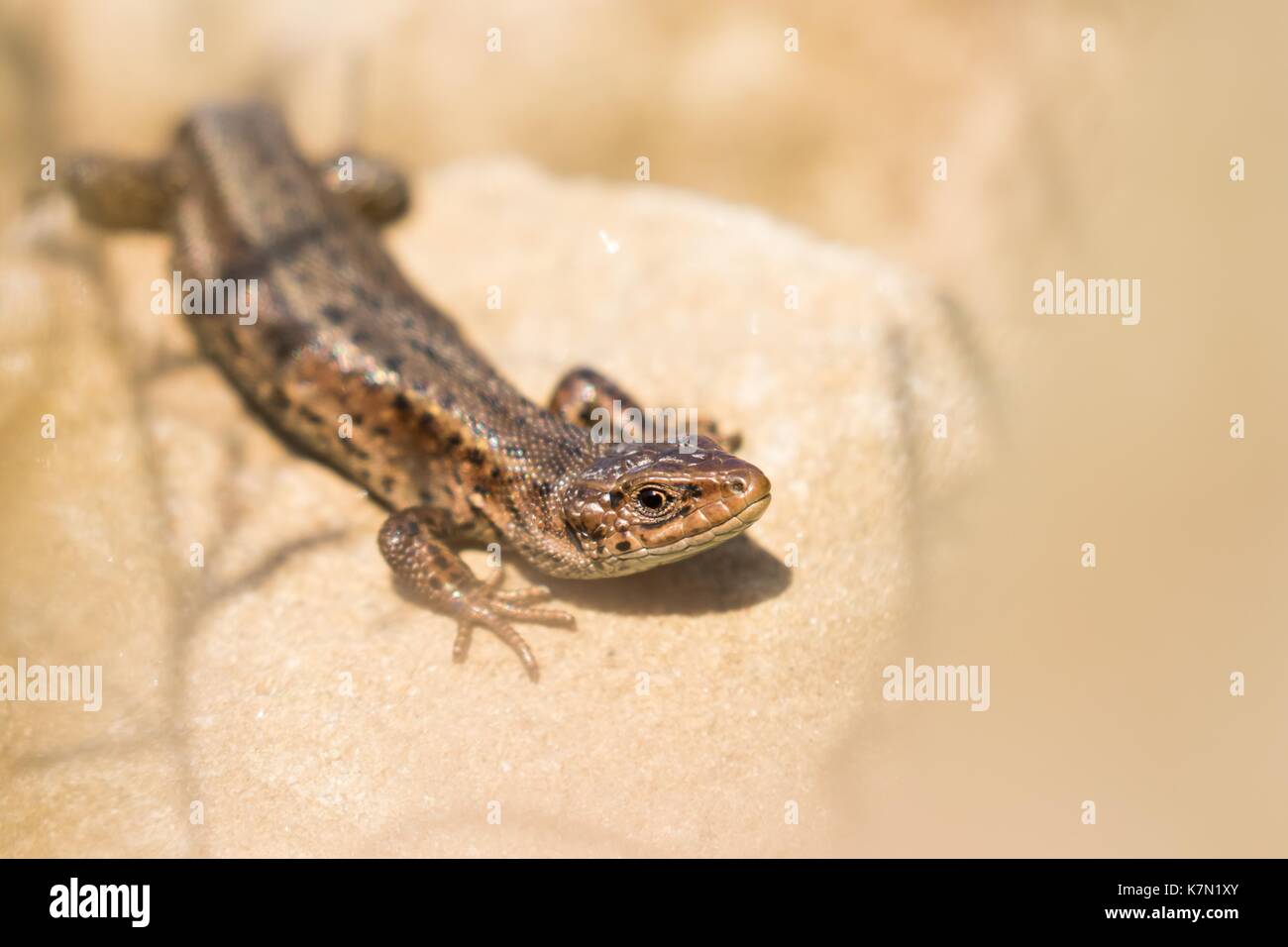 Lebendgebärenden Eidechsen (Lacerta vivipara) auf Stein, Hessen, Deutschland Stockfoto