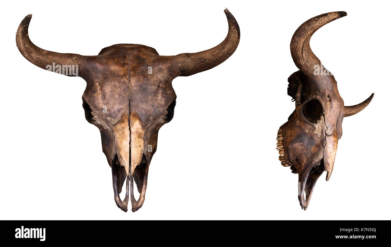 Bisonschädel auf weißem Hintergrund Stockfoto