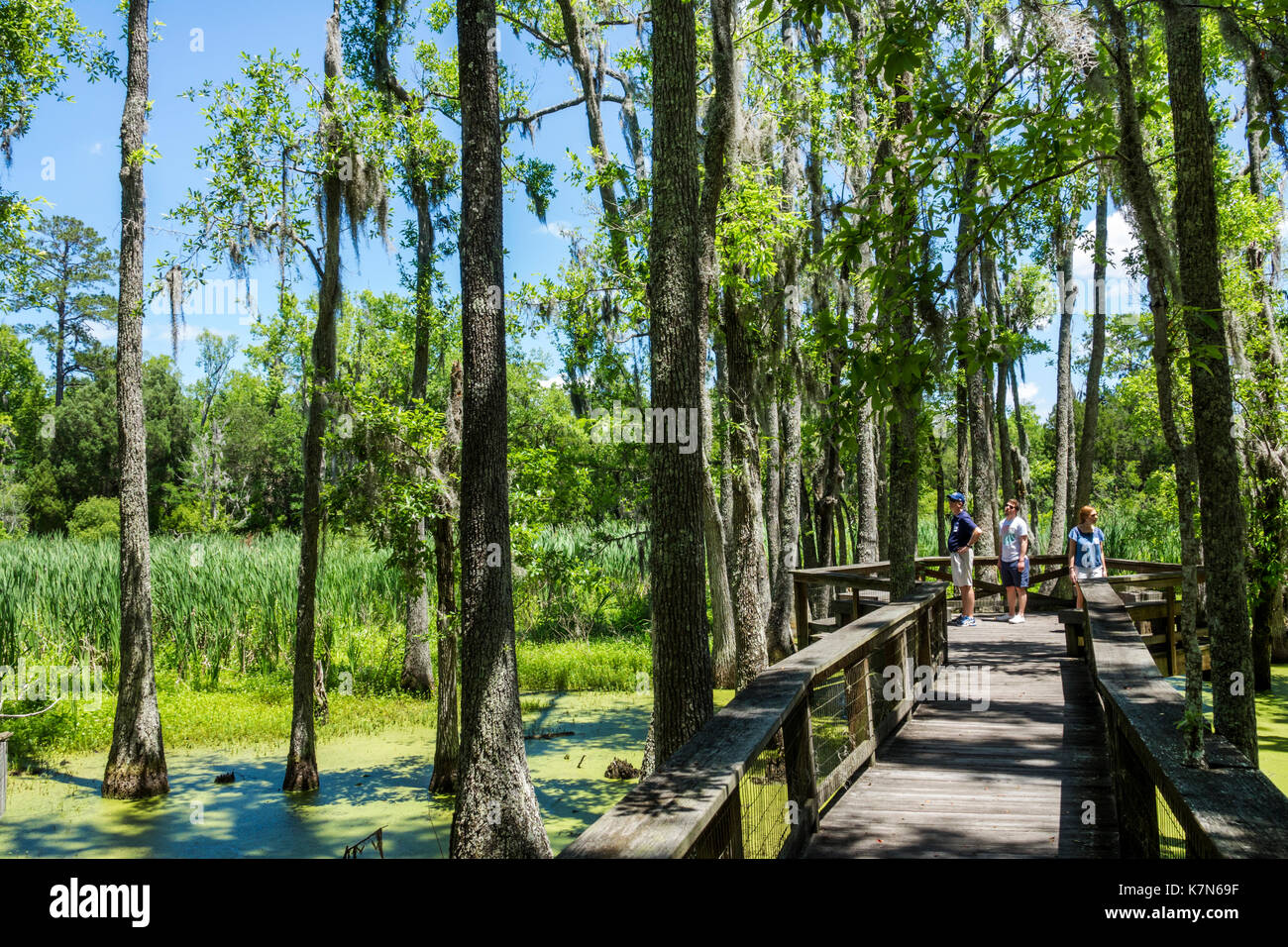 Charleston South Carolina, Magnolia Plantation & Gardens, Antebellum, Audubon Swamp Garden, Naturpromenade, SC170514224 Stockfoto