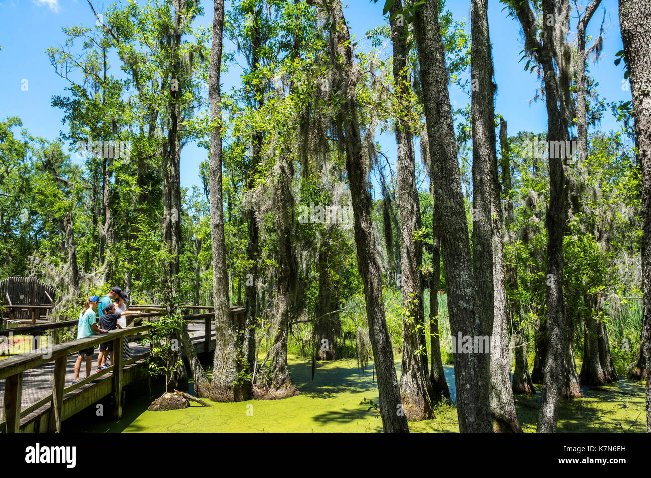 Charleston South Carolina, Magnolia Plantation & Gardens, Antebellum, Audubon Swamp Garden, Naturpromenade, Familien Eltern Eltern Kinder Stockfoto