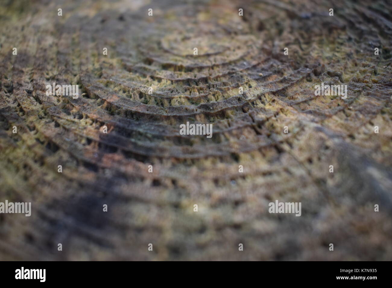 Spaziergang in Bluebell Woods Stockfoto